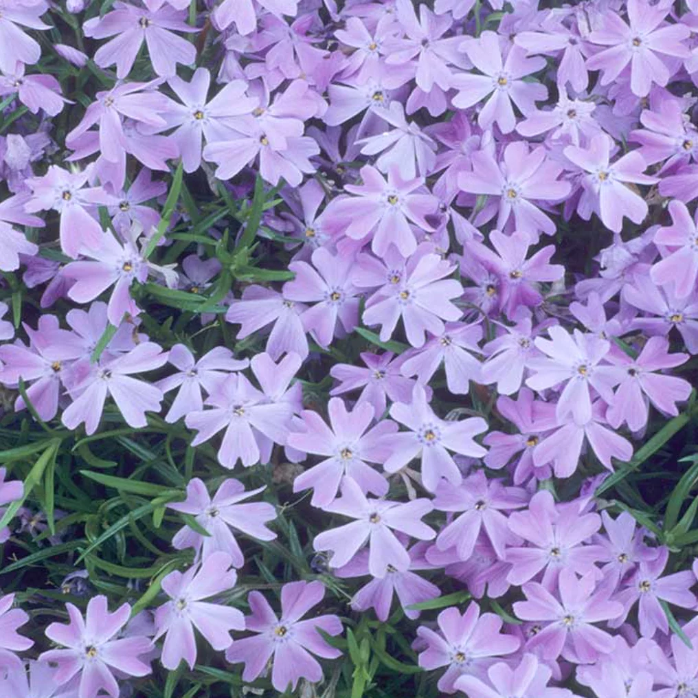 Phlox mousse bleu