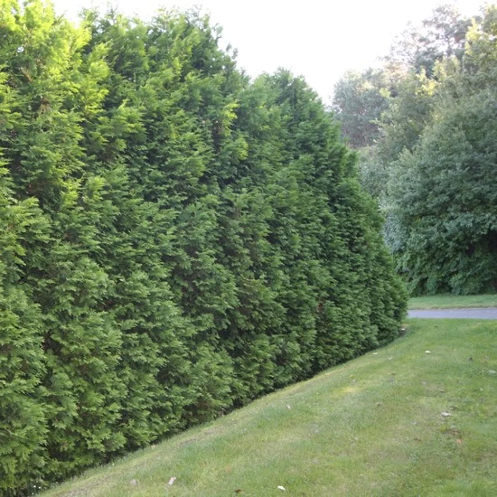 Thuya du Canada 'Brabant' ambiance