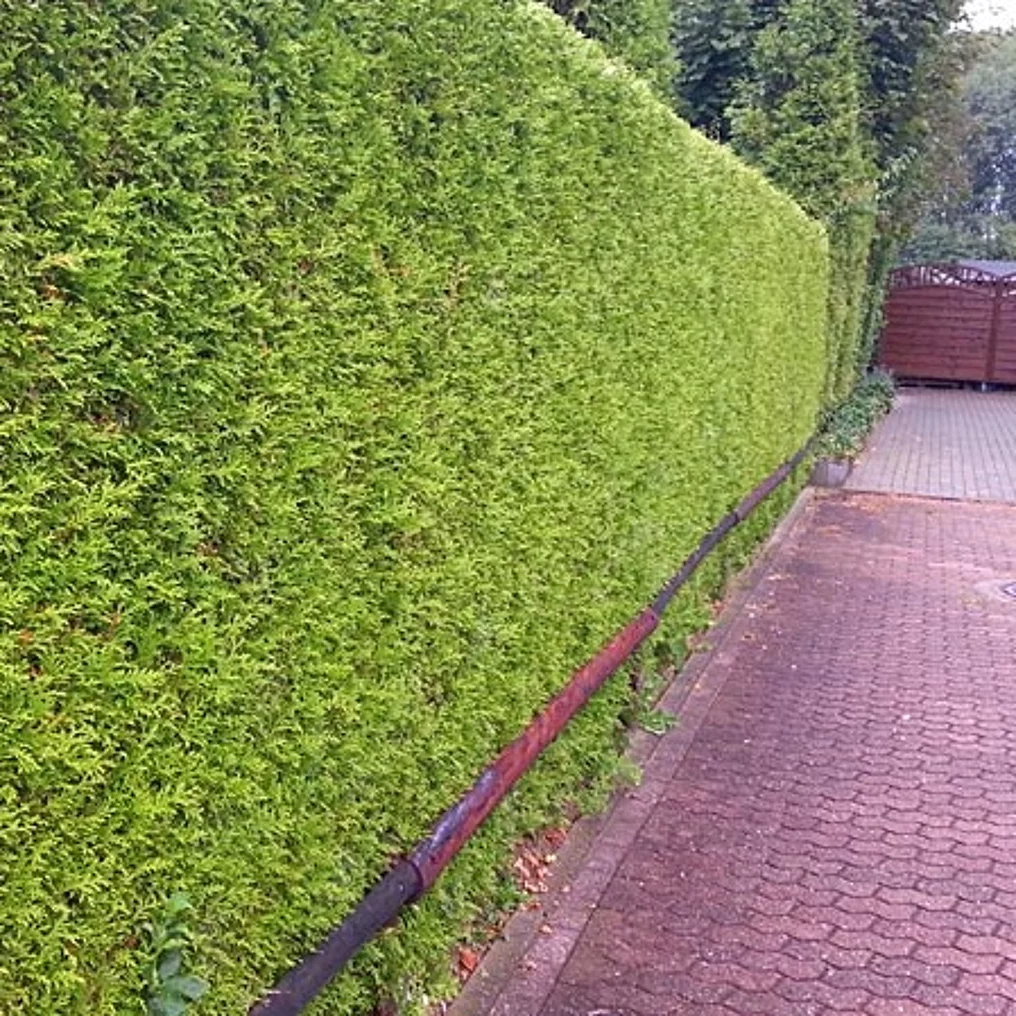 Thuya du Canada 'Brabant' - Image 4