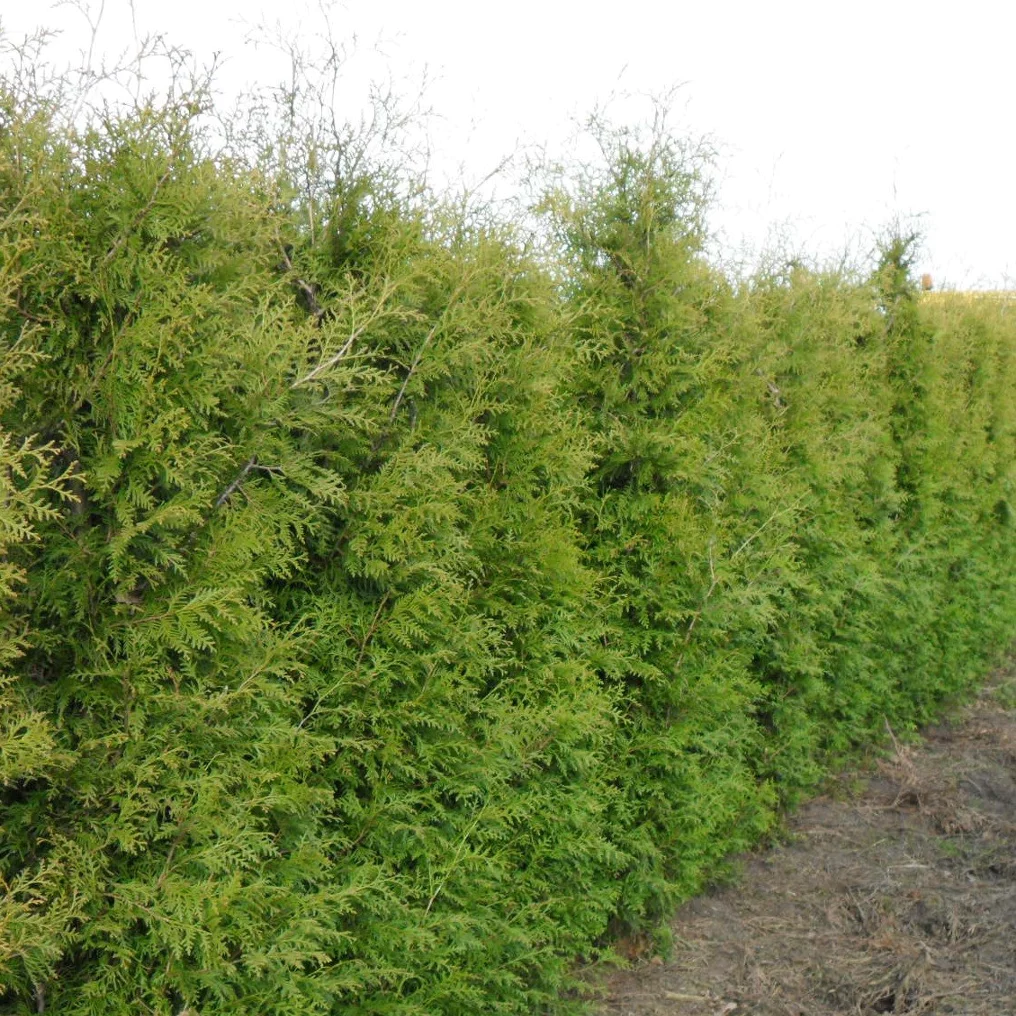 Thuya du Canada 'Brabant'