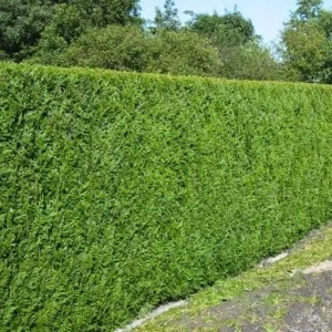 Thuya géant 'Atrovirens'